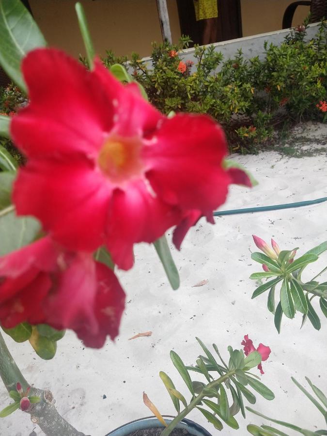 Flor Do Deserto - Mandacaru Estalagem *